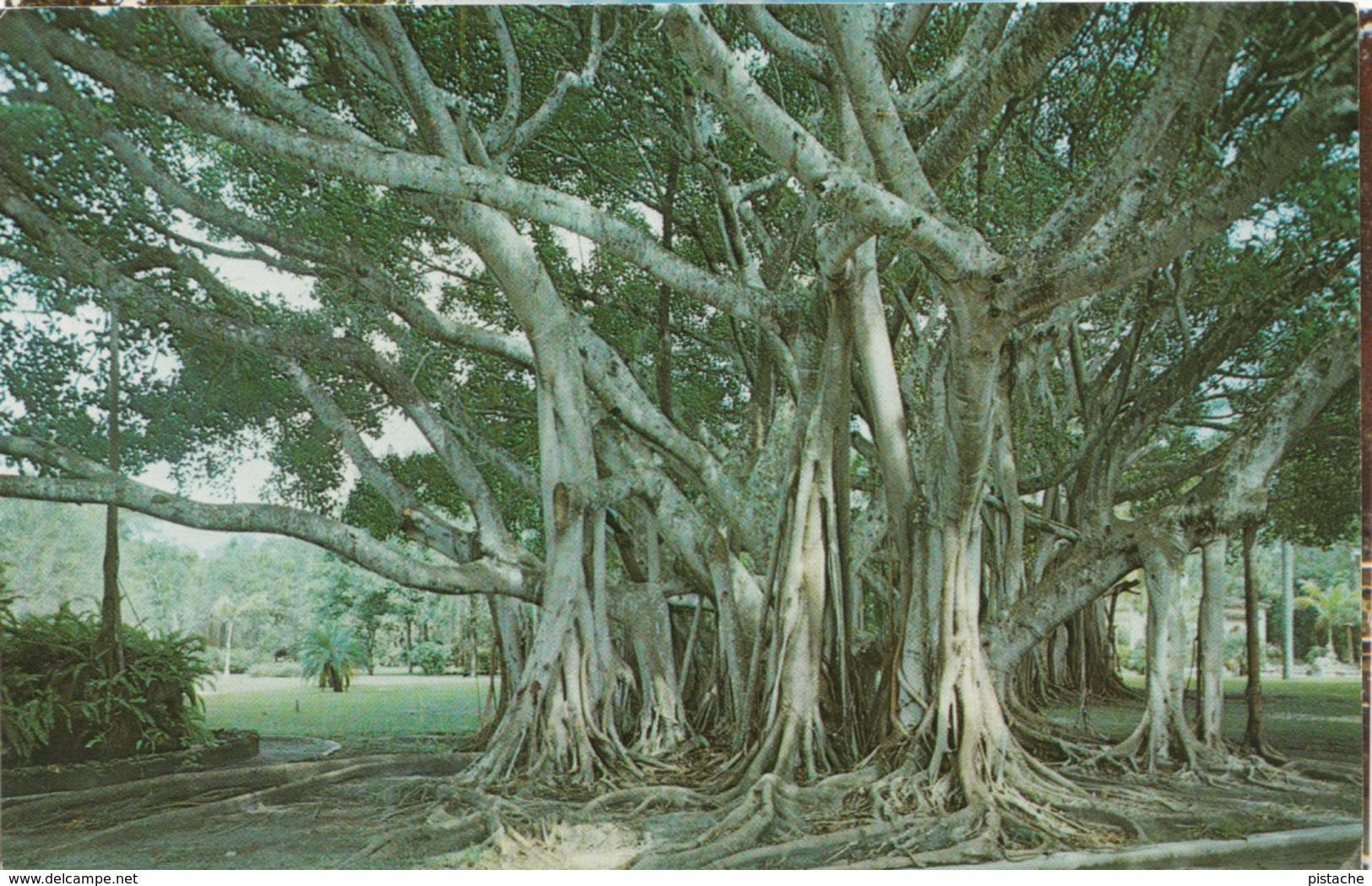 Banyan Tree Florida USA - Ficus Fig Tree - Nature - By Russell News Saratosa - 2 Scans - Trees