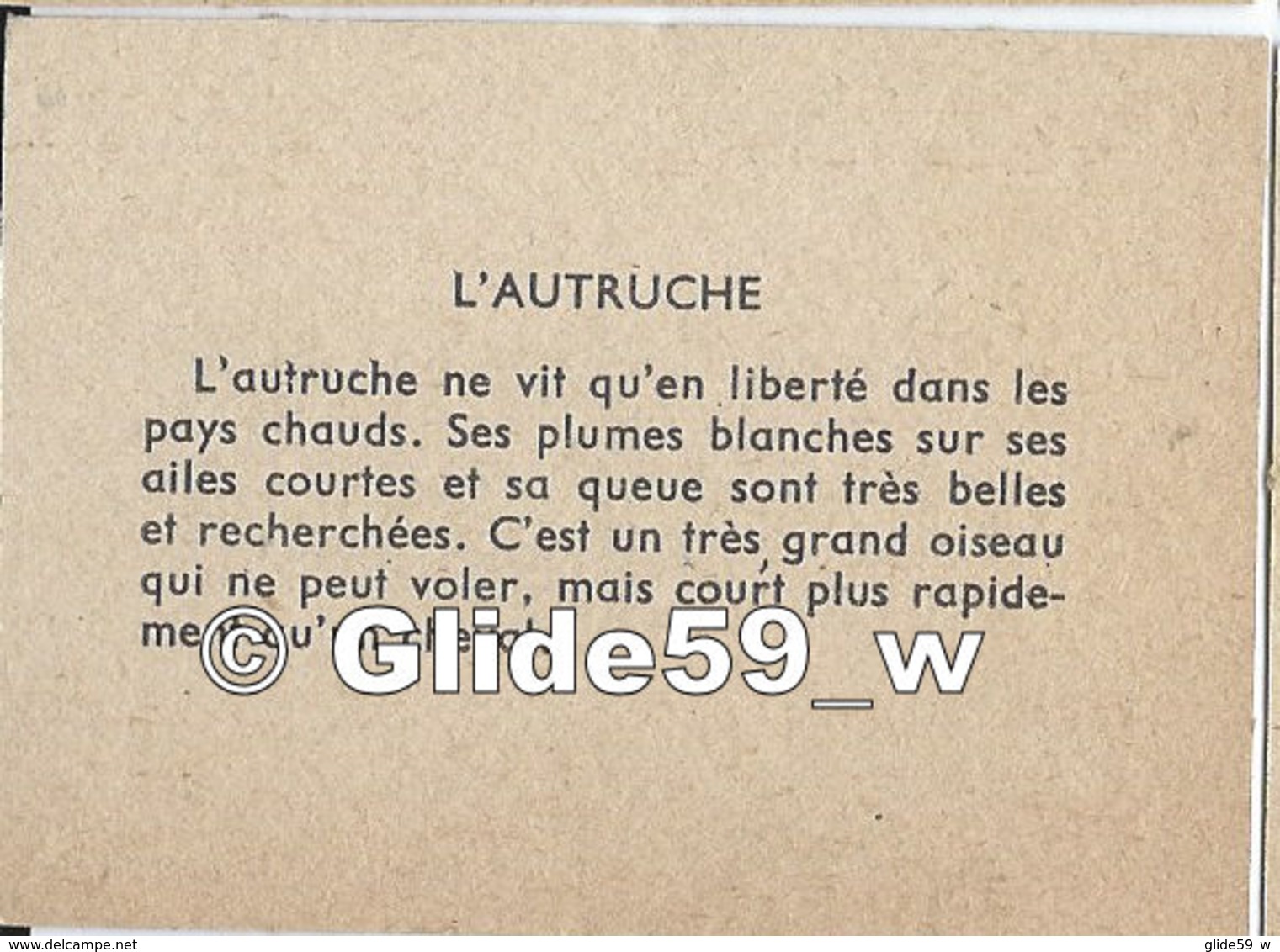 Image - L'autruche - Animals