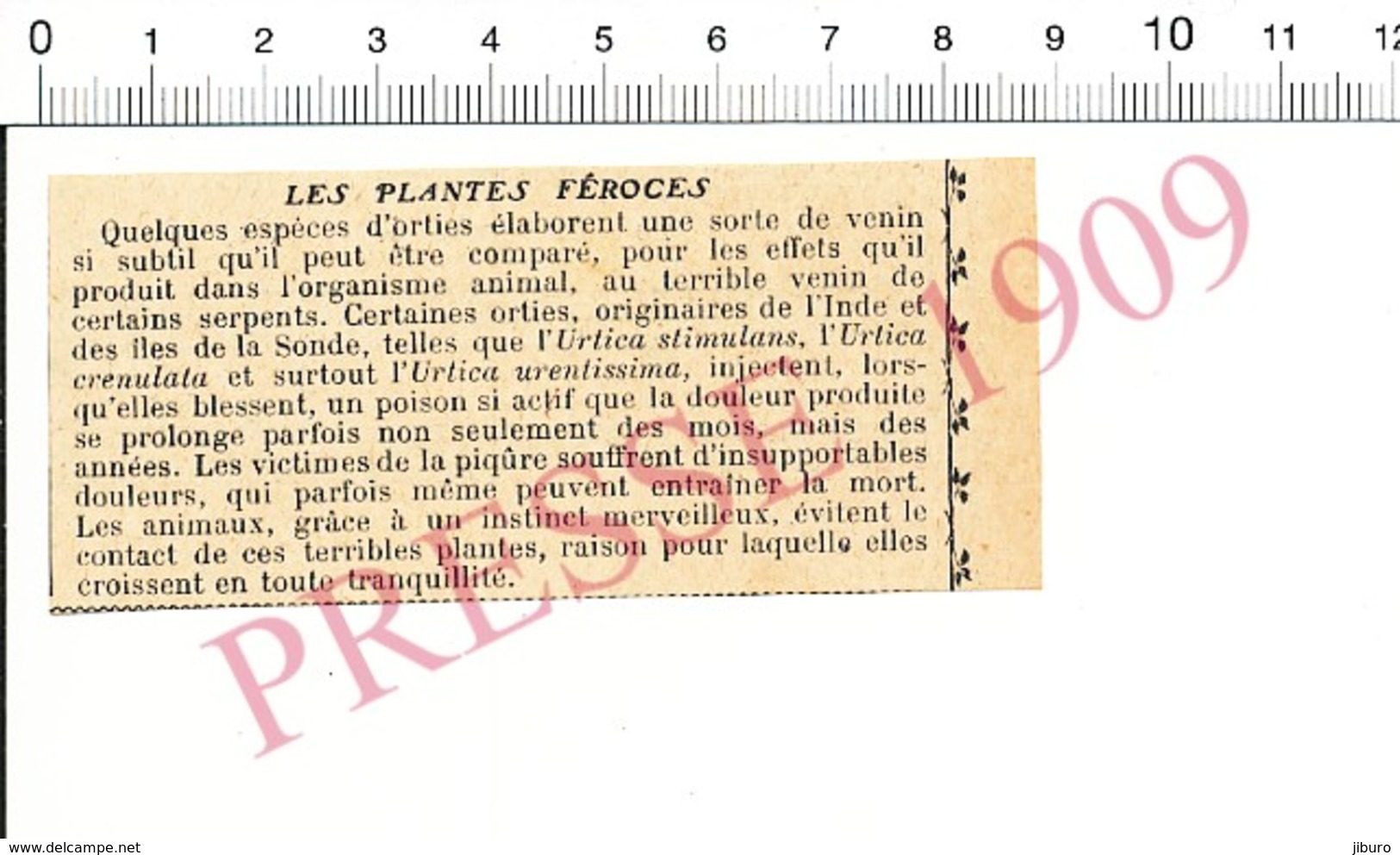 Presse 1909 Plante Poison Des Orties Ortie Urtica Stimulans Crenulata Urentissima  216PF10XL - Sin Clasificación