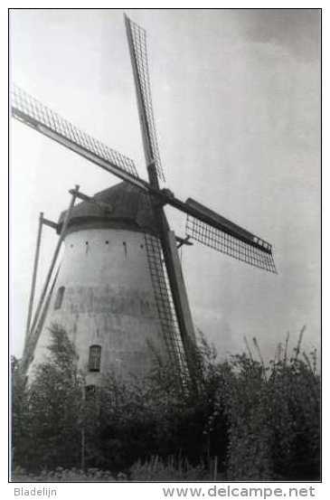 GEMERT (Noord-Brabant) - Molen/moulin - De Verdwenen Beltmolen Van Buurtschap Nieuwstraat, Kort Voor De Brand Van 1954 - Gemert