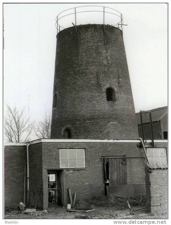 BAARLE-HERTOG (Antw.) - Molen/moulin - Historische Opname Van De Stenen Molenromp ('Molen Loots') In 1982 - Baarle-Hertog