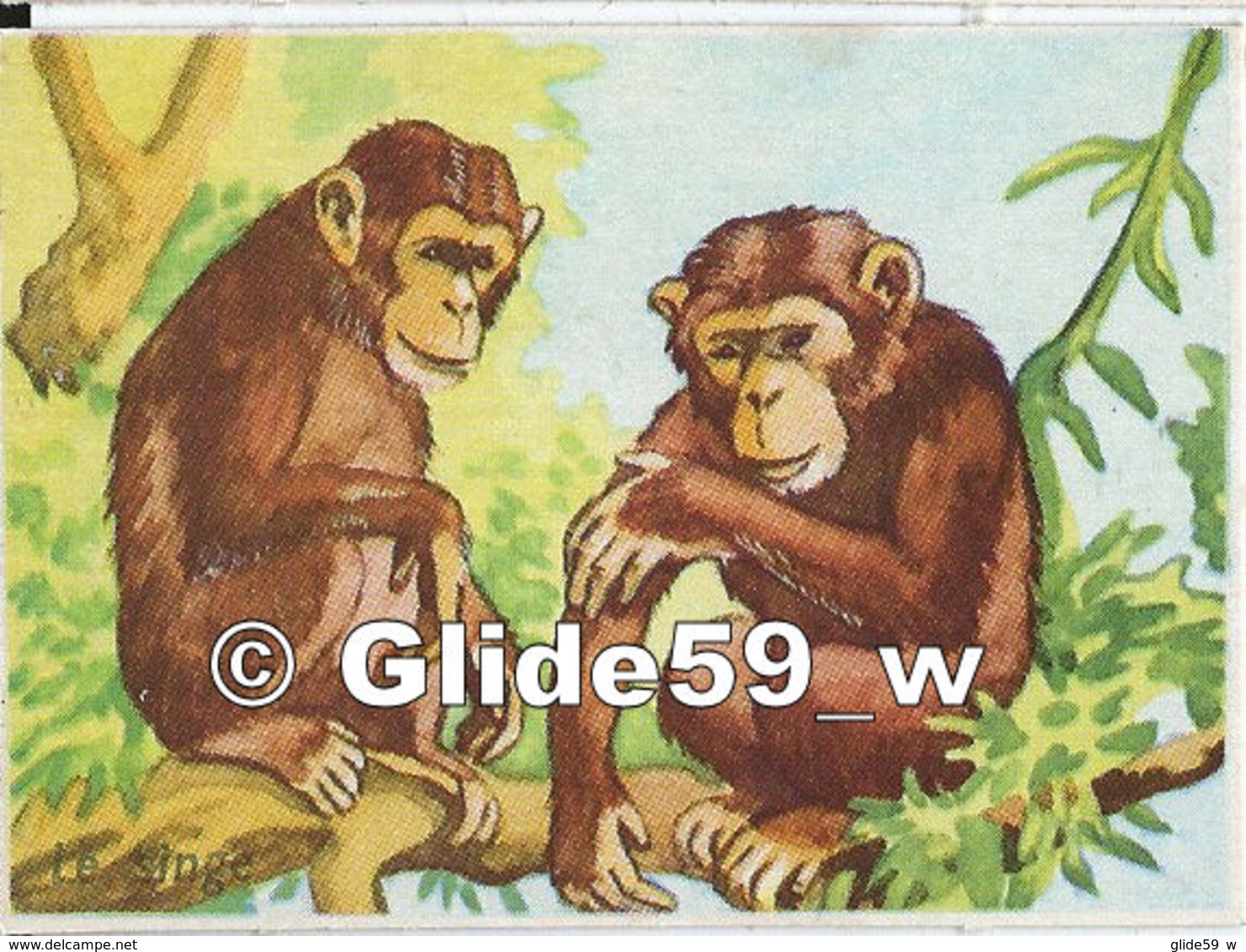 Image - Les Singes - 2 - Animals