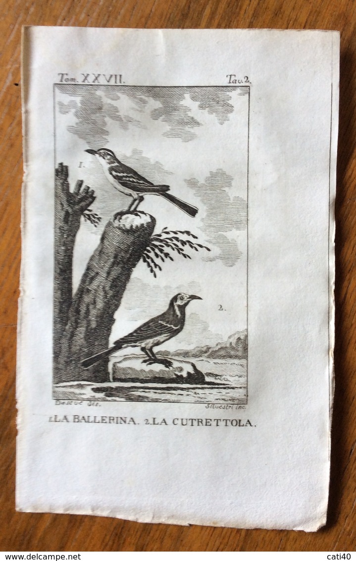 UCCELLI ANTICA STAMPA LA BALLERINA E LA CUTRETTOLA  Silvestri Inc. 1750 C.  10x15 C. - Stampe & Incisioni