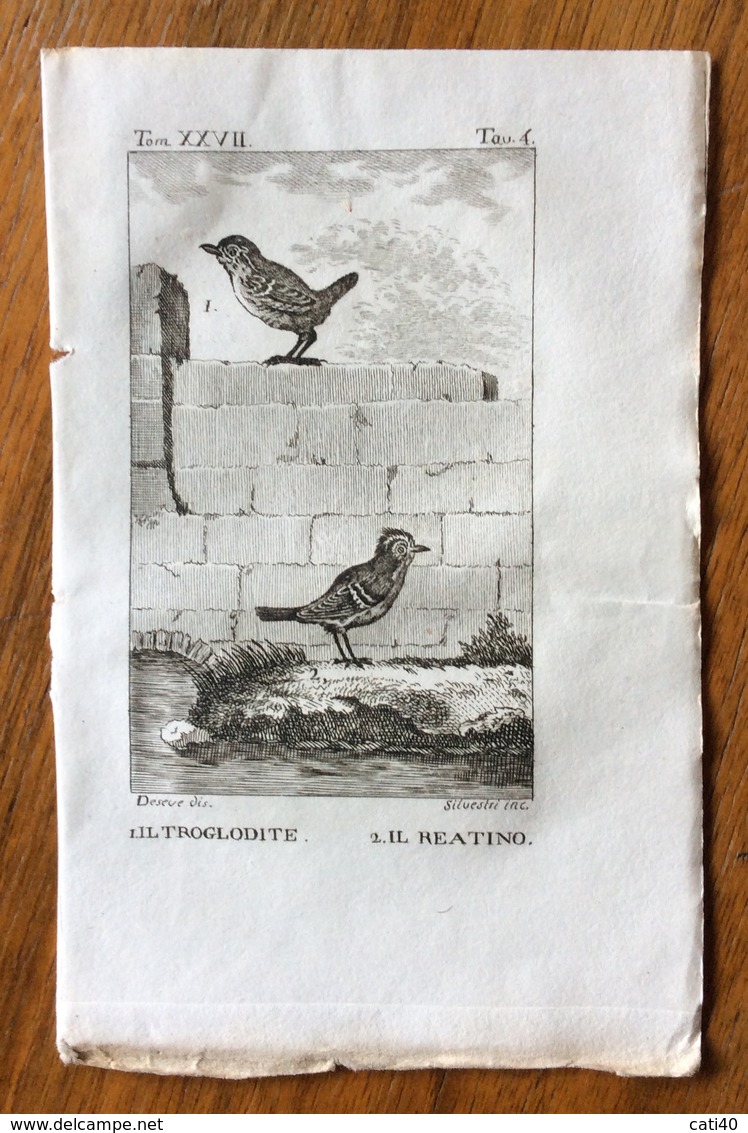 UCCELLI ANTICA STAMPA IL TROGLODITE E IL REATINO  Silvestri Inc. 1750 C.  10x15 C. - Stampe & Incisioni