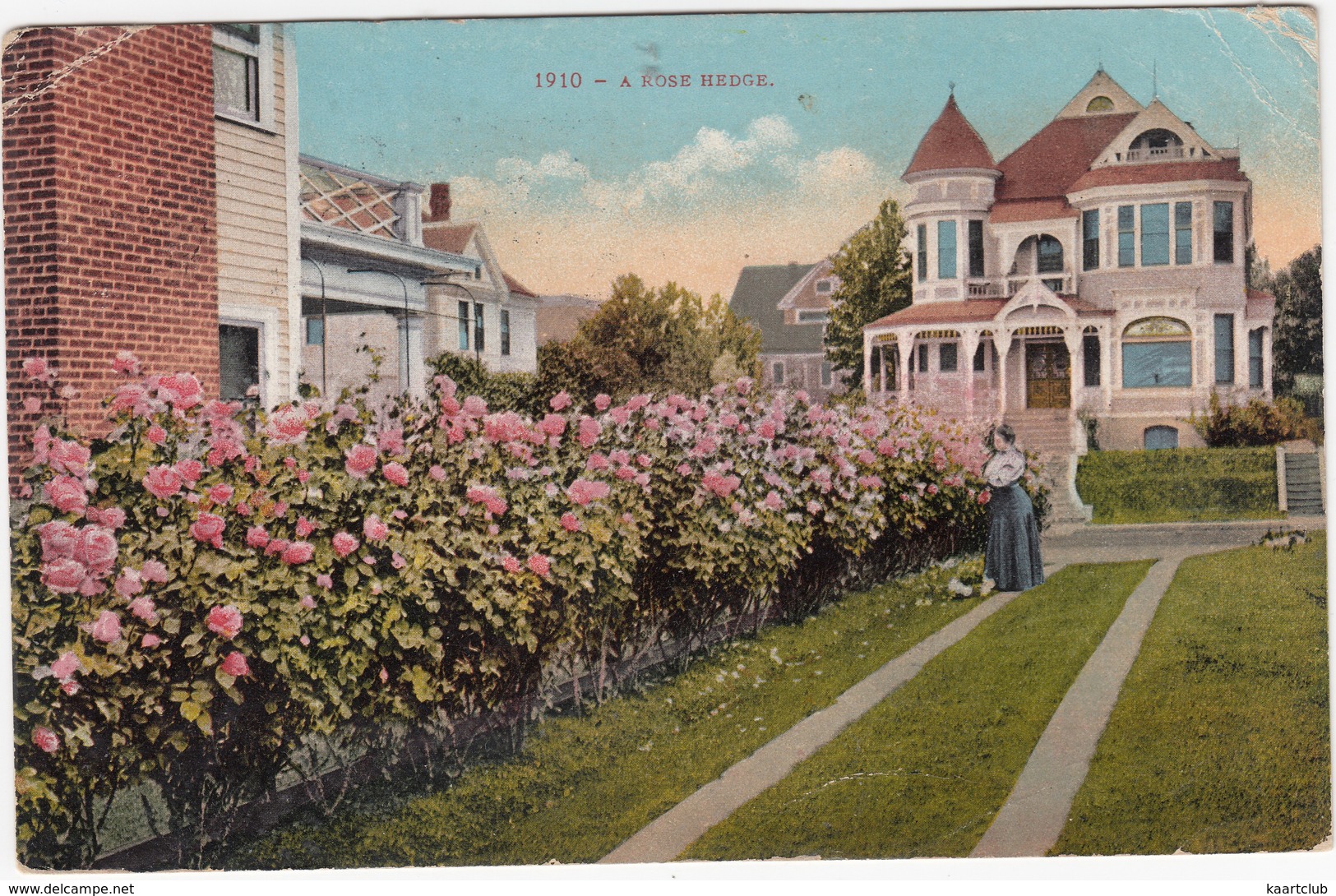 1910 - A Rose Hedge. ( Tacoma To Maastricht, Holland  - (WA., USA)  - 1910 - Tacoma