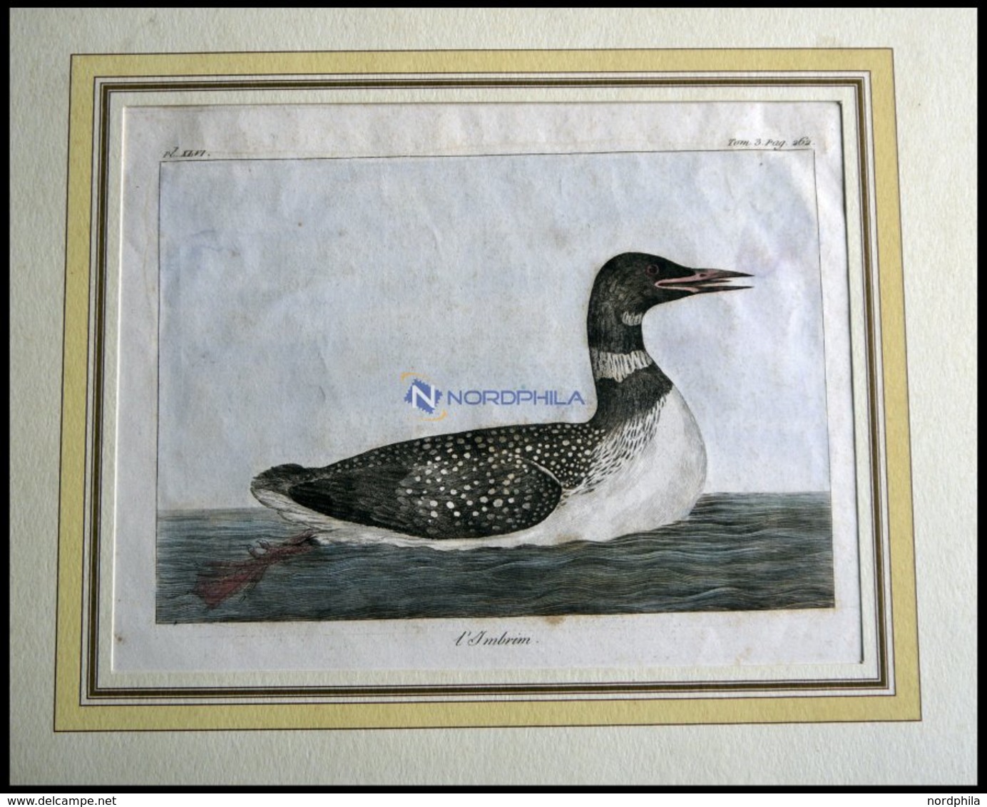 Der Schwimmvogel (I`mbrim), Kolorierter Kupferstich Von Olafsen Aus Atlas Du Voyage En Islande Von 1802 - Litografia