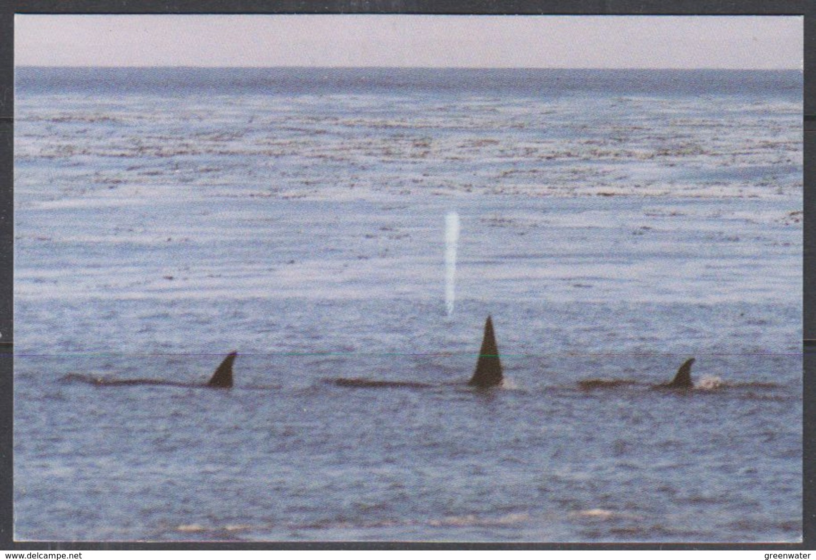 Falkland Islands 1998 Post Card / Killer Whales Ca 15.7.98 Stanley (38542) - Falklandeilanden