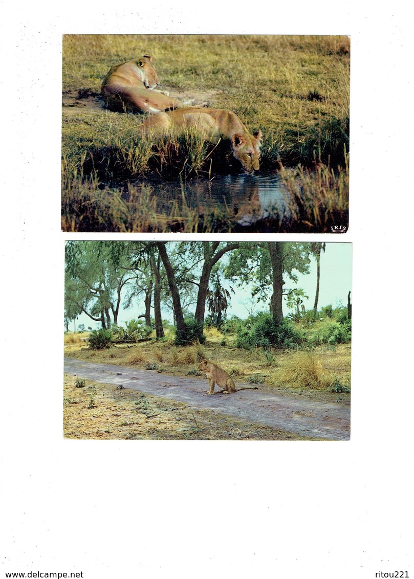 Lot 4 Cpm - Lion Lionne Lions Lionceau - GORONGOSA Mozambique Faune Africaine 5036 - Lions