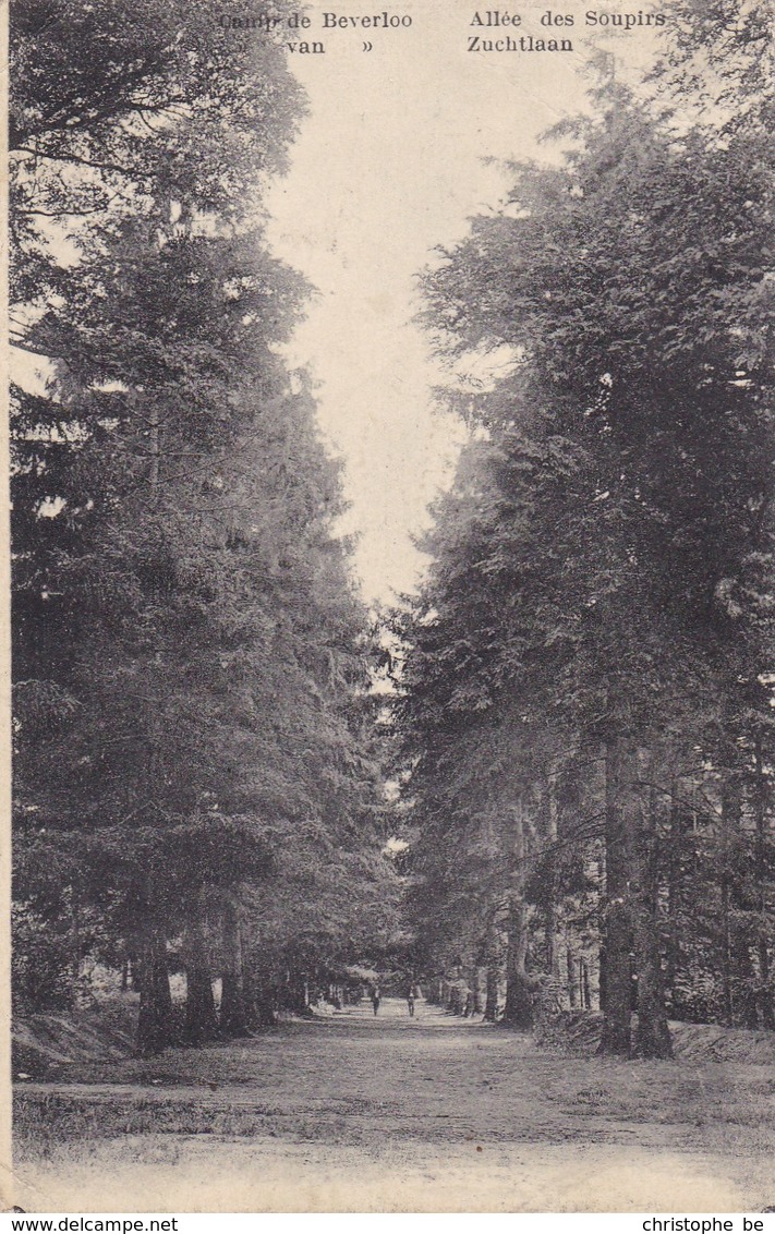 Kamp Van Beverlo, Beverloo, Zuchtlaan (pk45715) - Leopoldsburg (Beverloo Camp)