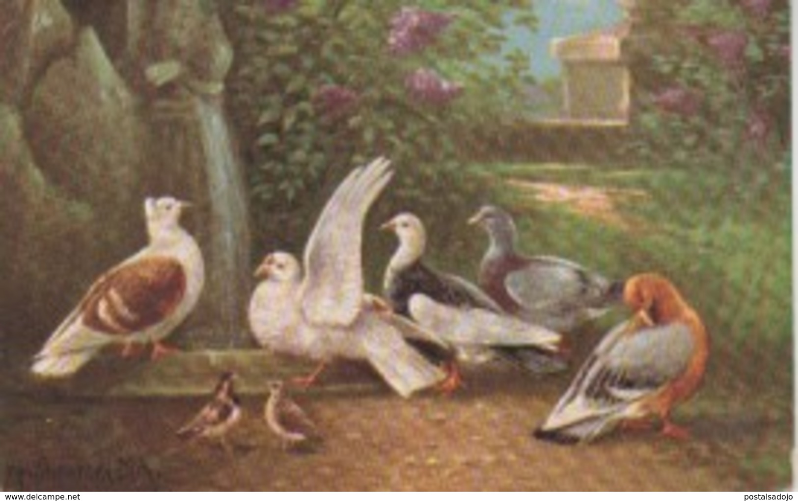 (AN179) OISEQAUX - Pájaros