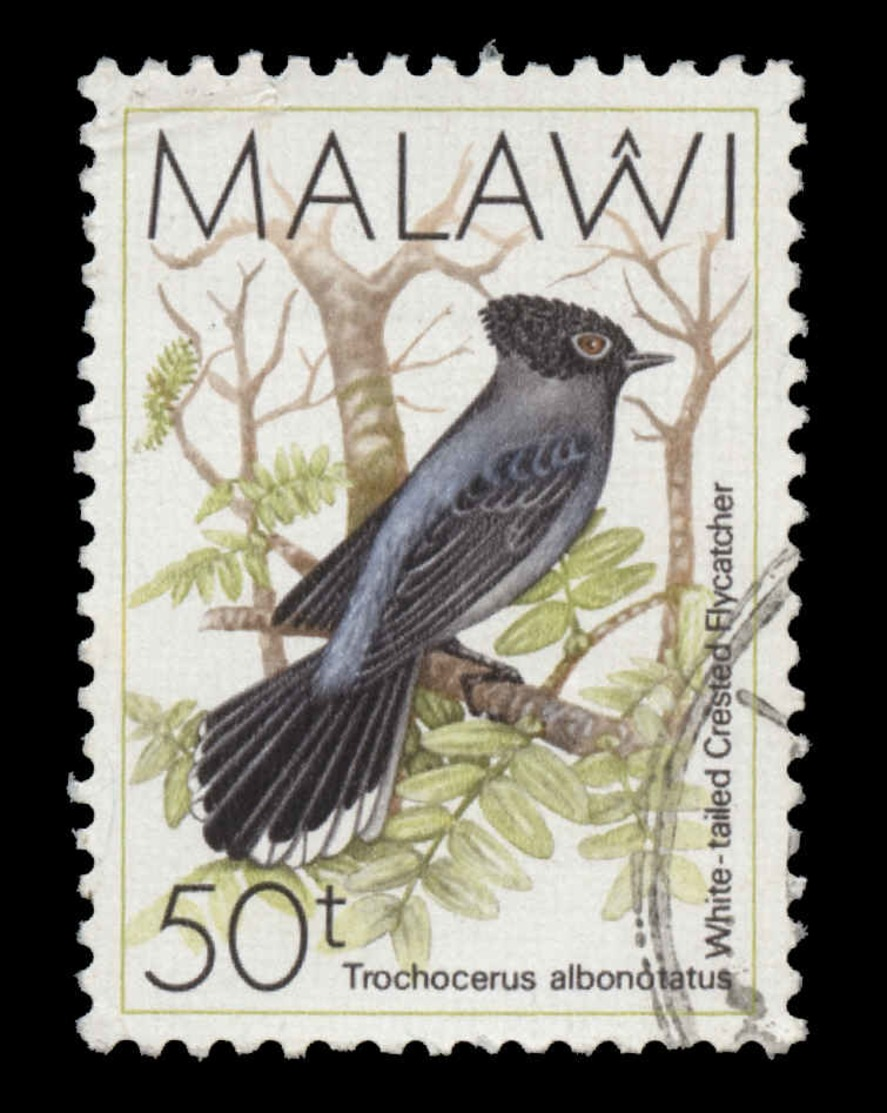 Malawi Scott #528, 50t Multicolored (1988) White-tailed Crested Fly-catcher, Used - Malawi (1964-...)