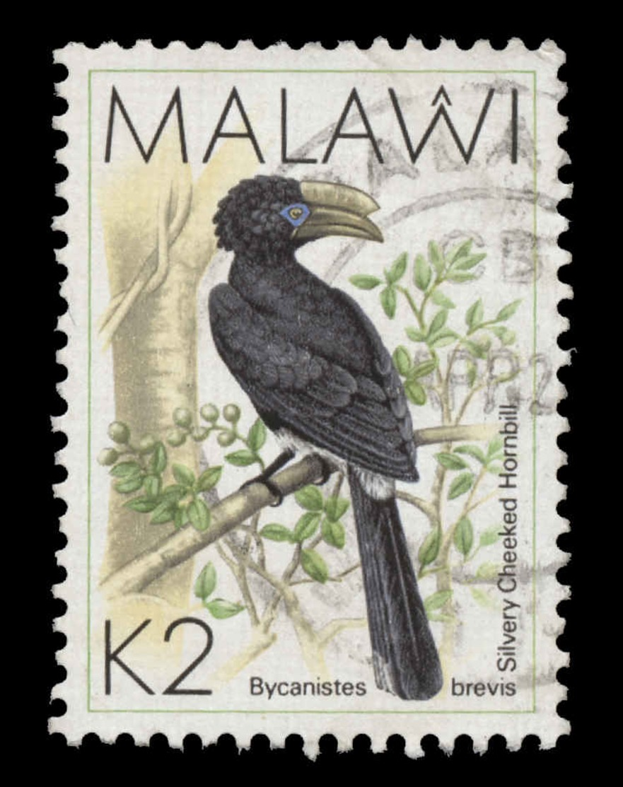 Malawi Scott #531, 2k Multicolored (1988) Silvery-cheeked Hornbill, Used - Malawi (1964-...)