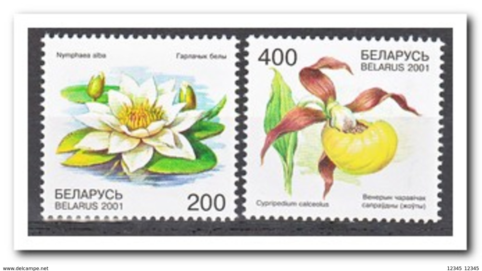 Wit Rusland 2001, Postfris MNH, Flowers - Wit-Rusland