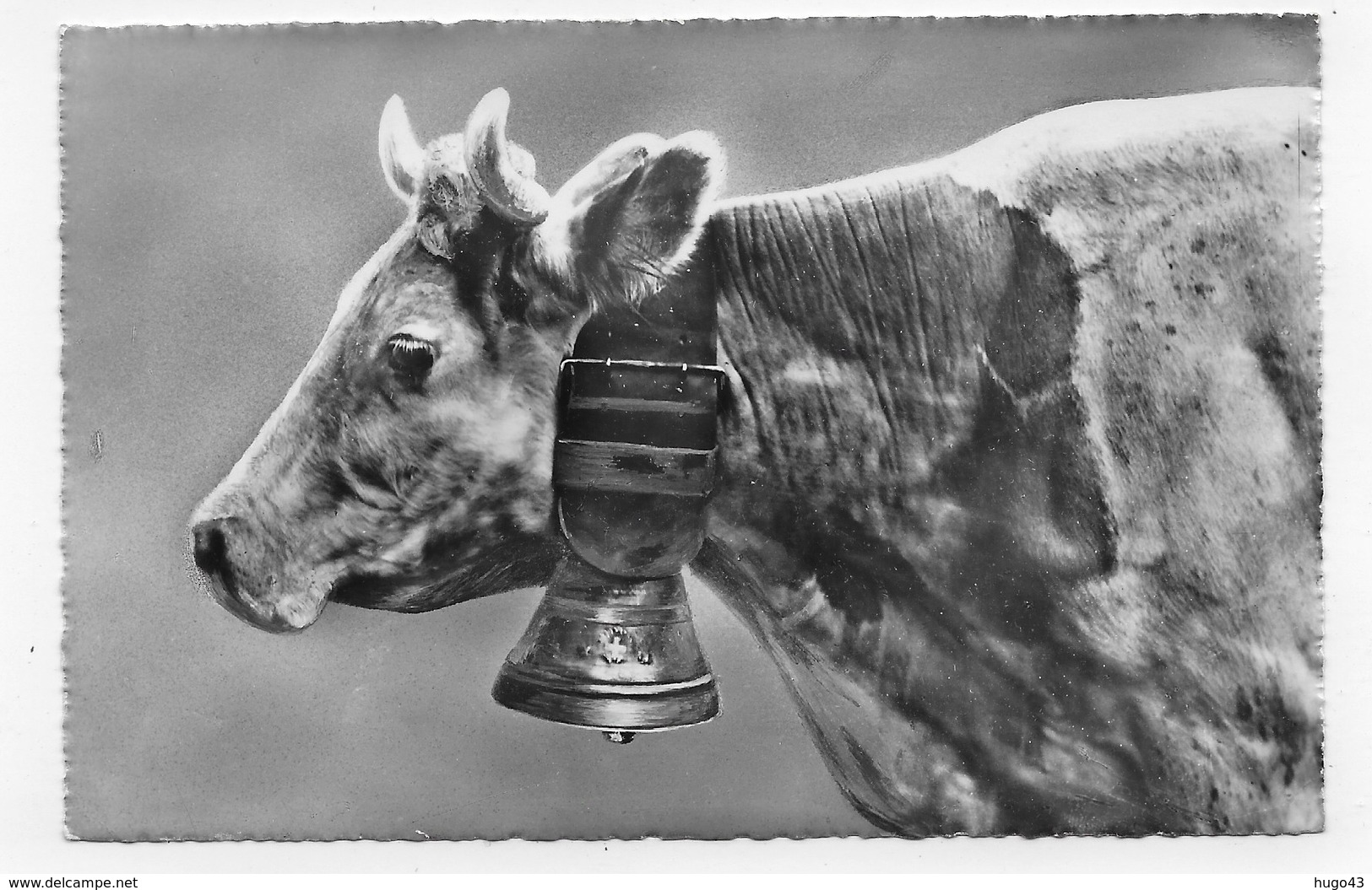 SUISSE - N° 3624 - PHOTOGLOB WEHRIL & VOUGA ZURICH - VACHE - FORMAT CPA NON VOYAGEE - Zürich