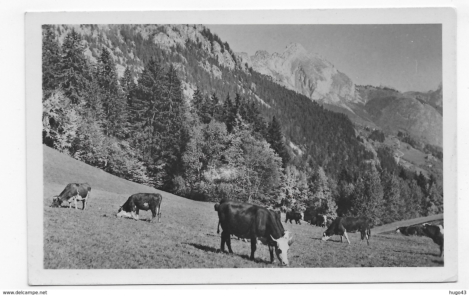 ABONDANCE - N° 15 - LE MONT CHAUFFE AVEC VACHES - FORMAT CPA NON VOYAGEE - Abondance