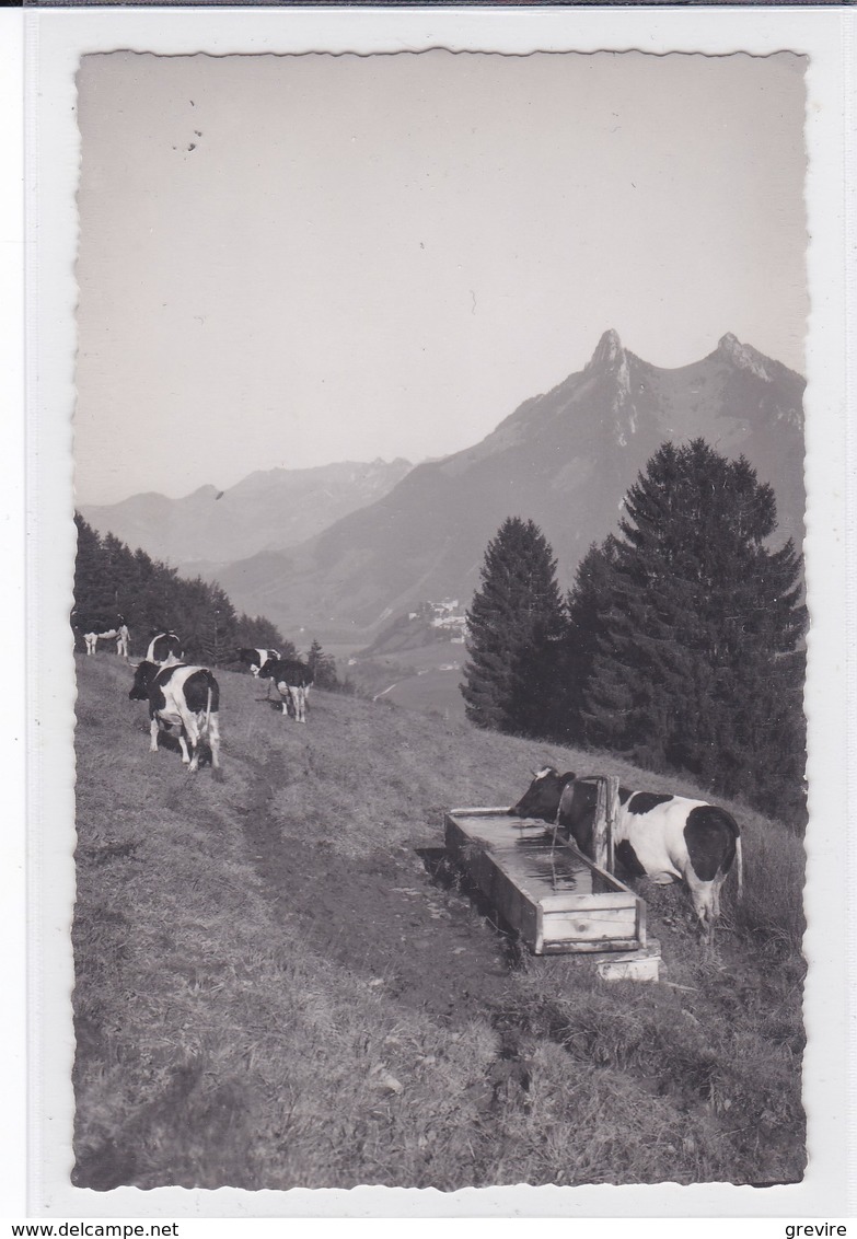 Gruyères - Mont Currat. Vaches Au Pâturage - Elevage