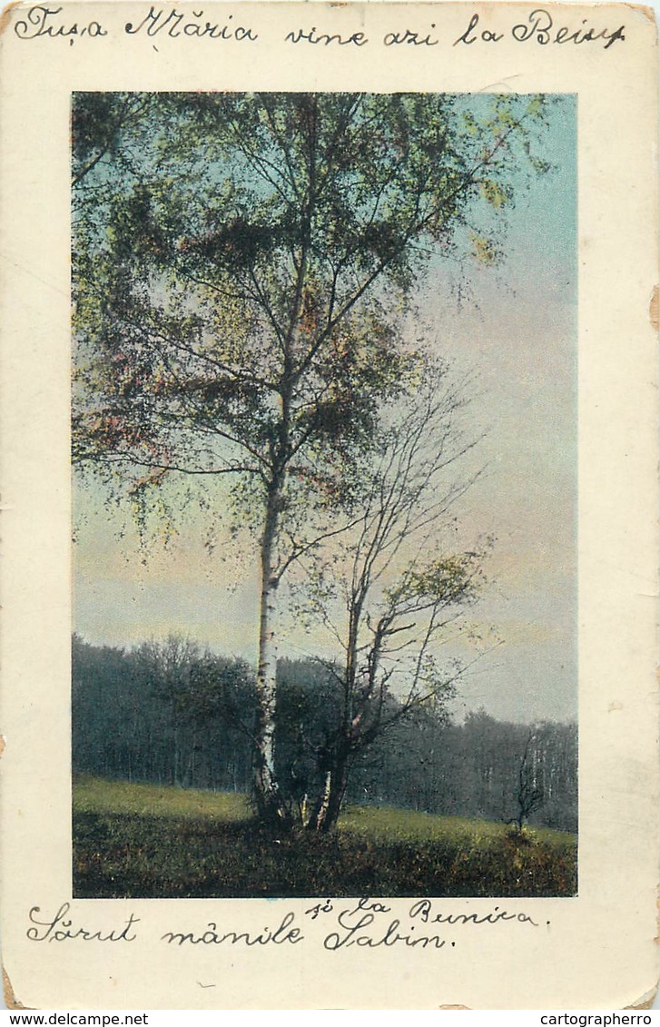 D1287 Tree Romania Postcard 1909 - Bomen