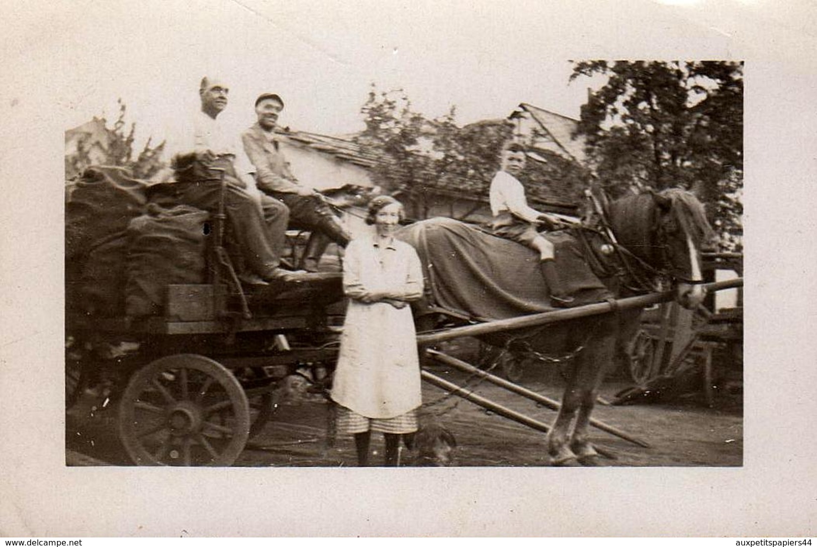 Photo Originale Attelage Et Livreurs De Charbon Ou De Pommes De Terre Vers 1920/30 - Livraison à Domicile ! - Métiers