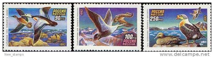 Russia 1993 Ducks 3v MNH - Ducks