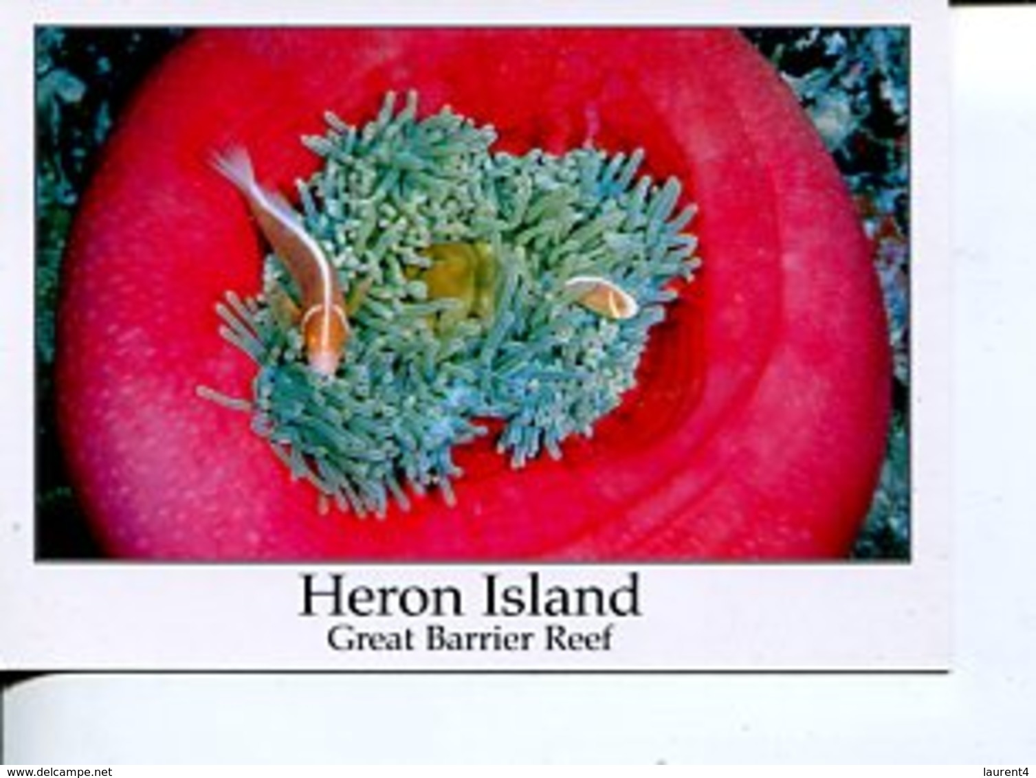 (135) Australia - QLD - Herpn Island - Reef Anemone - Great Barrier Reef