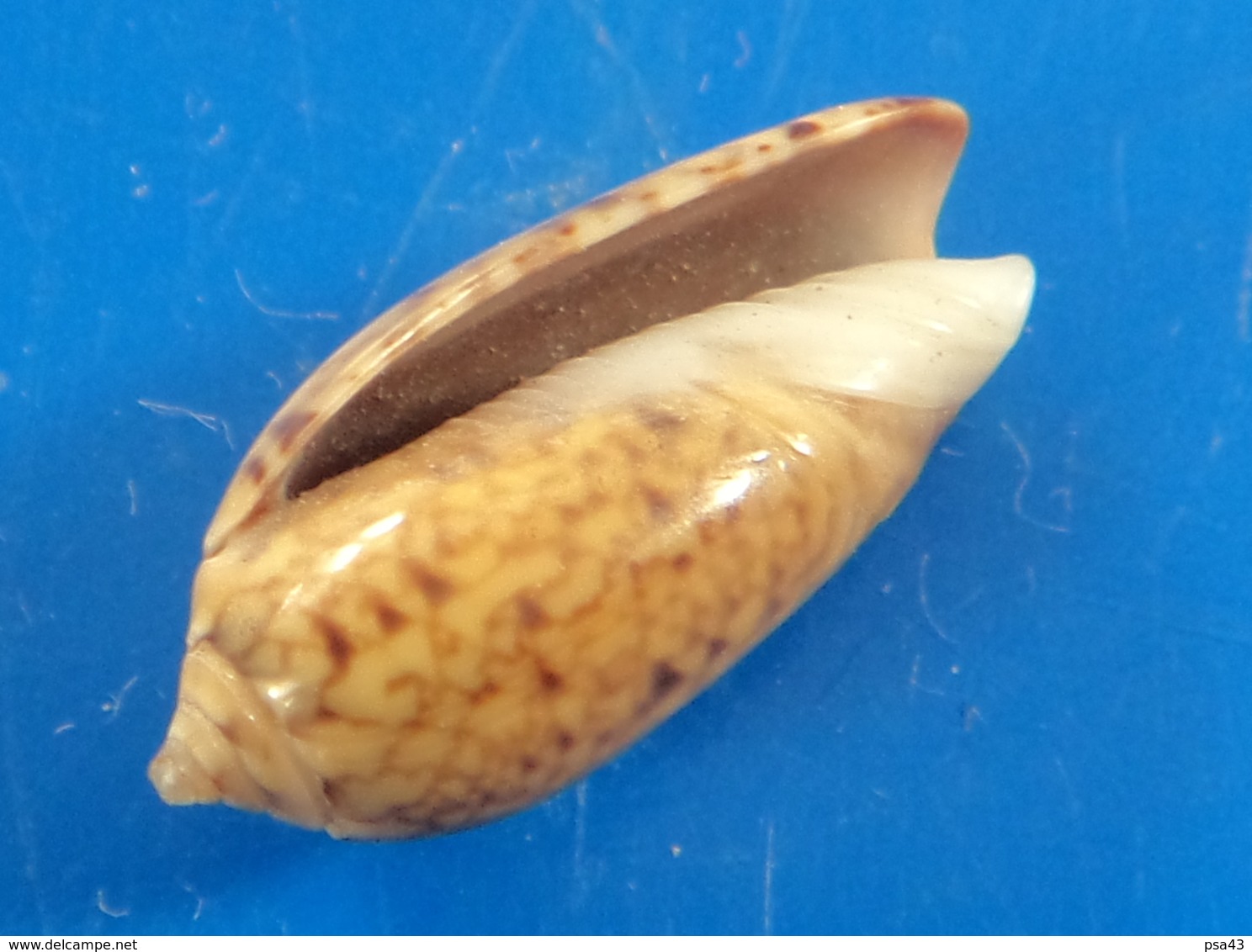 Oliva Tigridella Philippines 15,8mm GEM  N16 - Schelpen