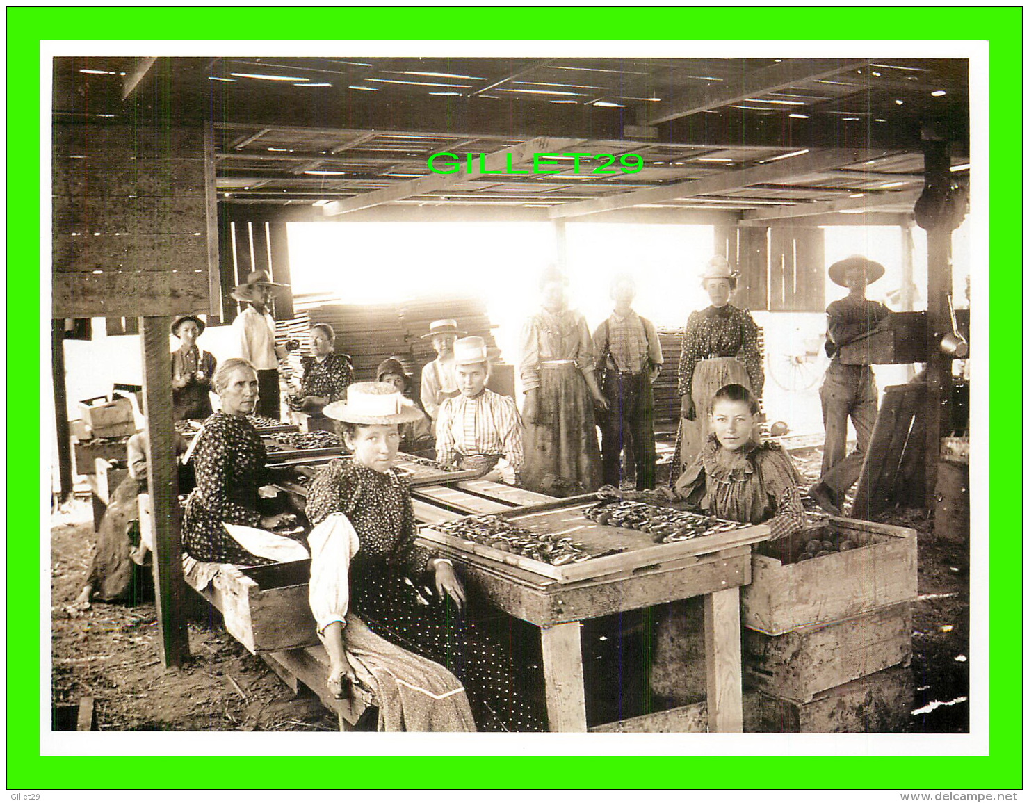 FEMMES - FRUIT CUTTERS AT WORK  - C. C. PIERCE COLLECTION -  DIMENSION 12 X 16 Cm - - Femmes