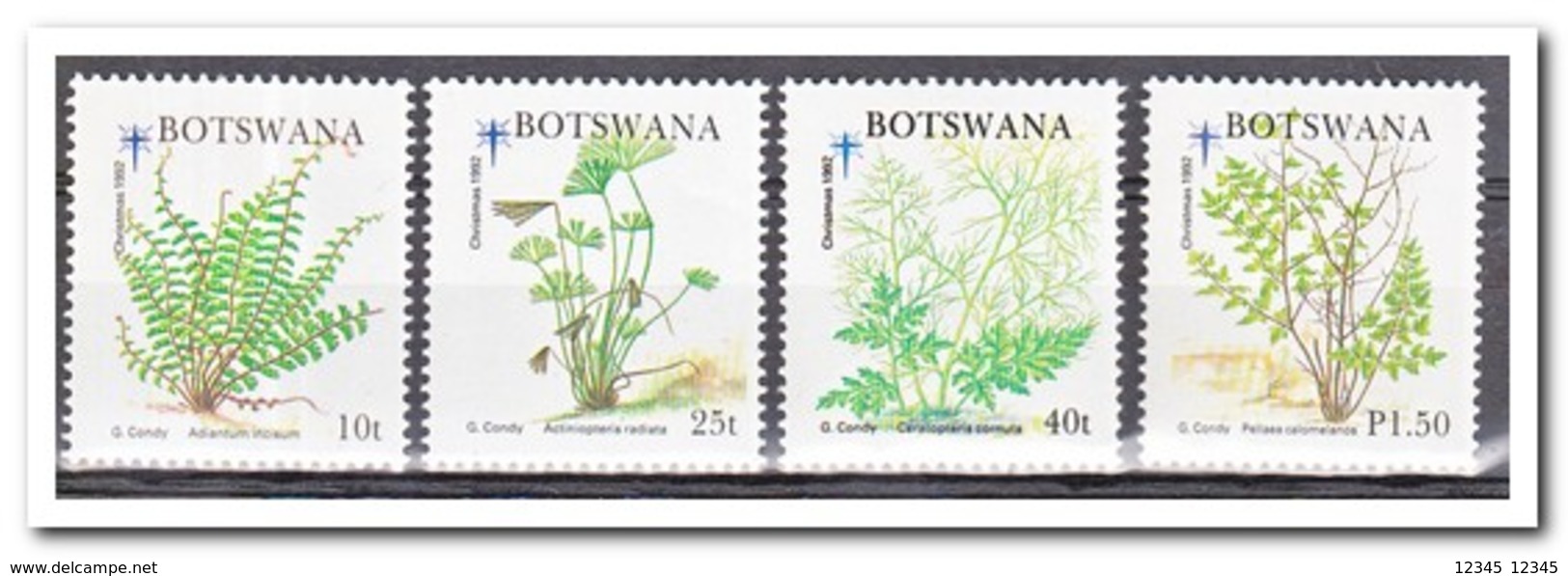 Botswana 1992, Postfris MNH, Plants, Christmas - Botswana (1966-...)