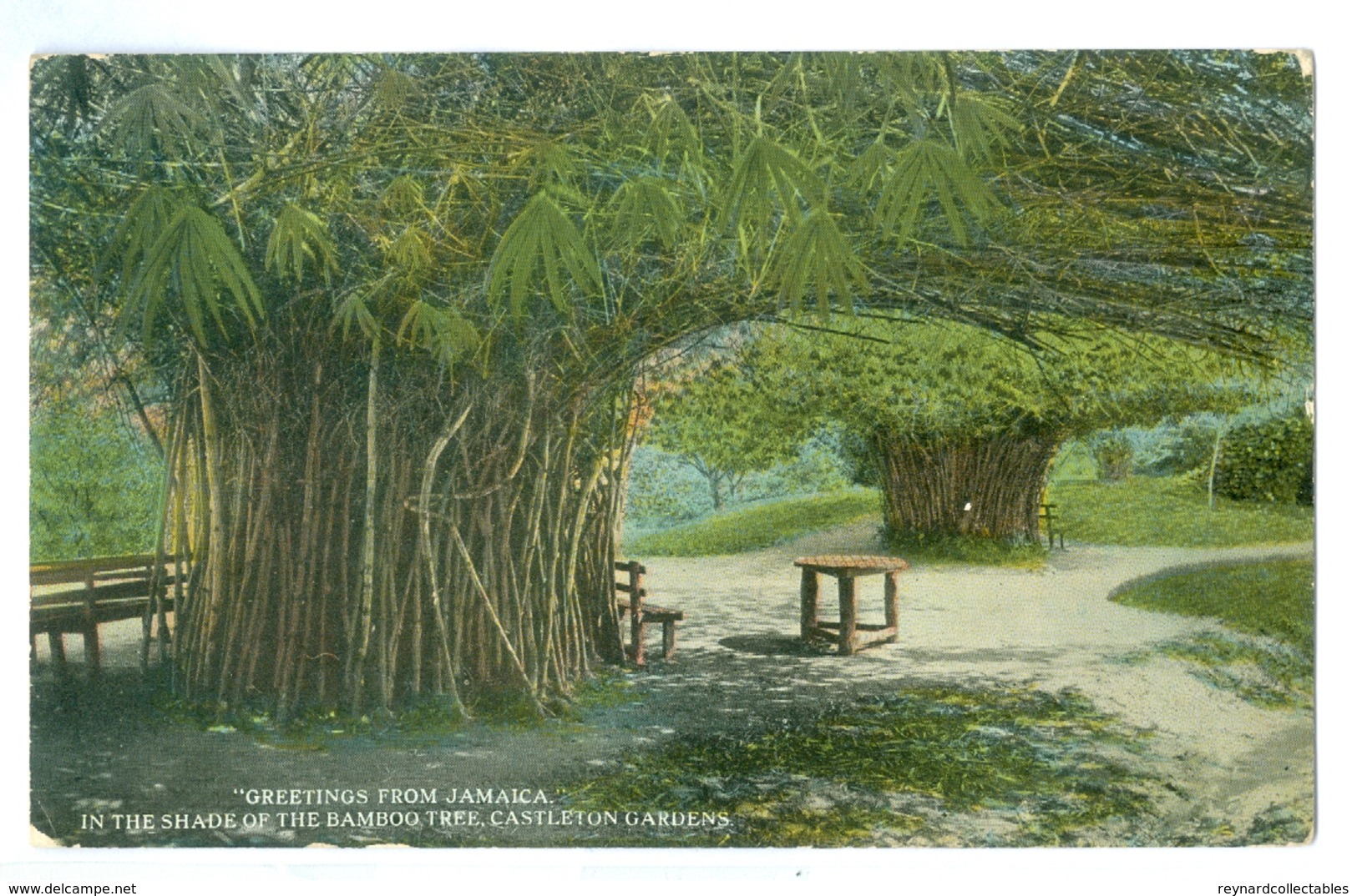 1900's, Jamaica, Greetings Pc, 'In The Shade Of The Bamboo Tree.' Printed Pc, Unused. - Jamaica