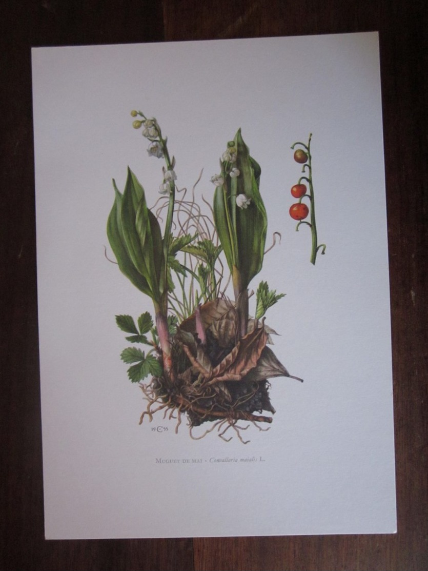 Planche Botanique - Flore N 19 - Muguet De Mai - Autres & Non Classés