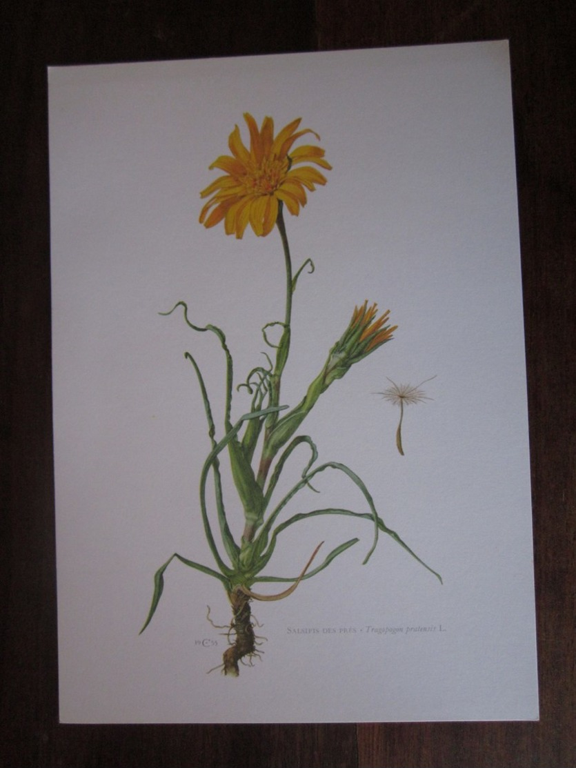 Planche Botanique - Flore N 165 - Salsifis Des Prés - Autres & Non Classés