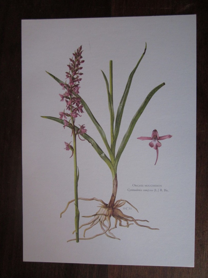 Planche Botanique - Flore N 30 - Orchis Moucheron - Autres & Non Classés