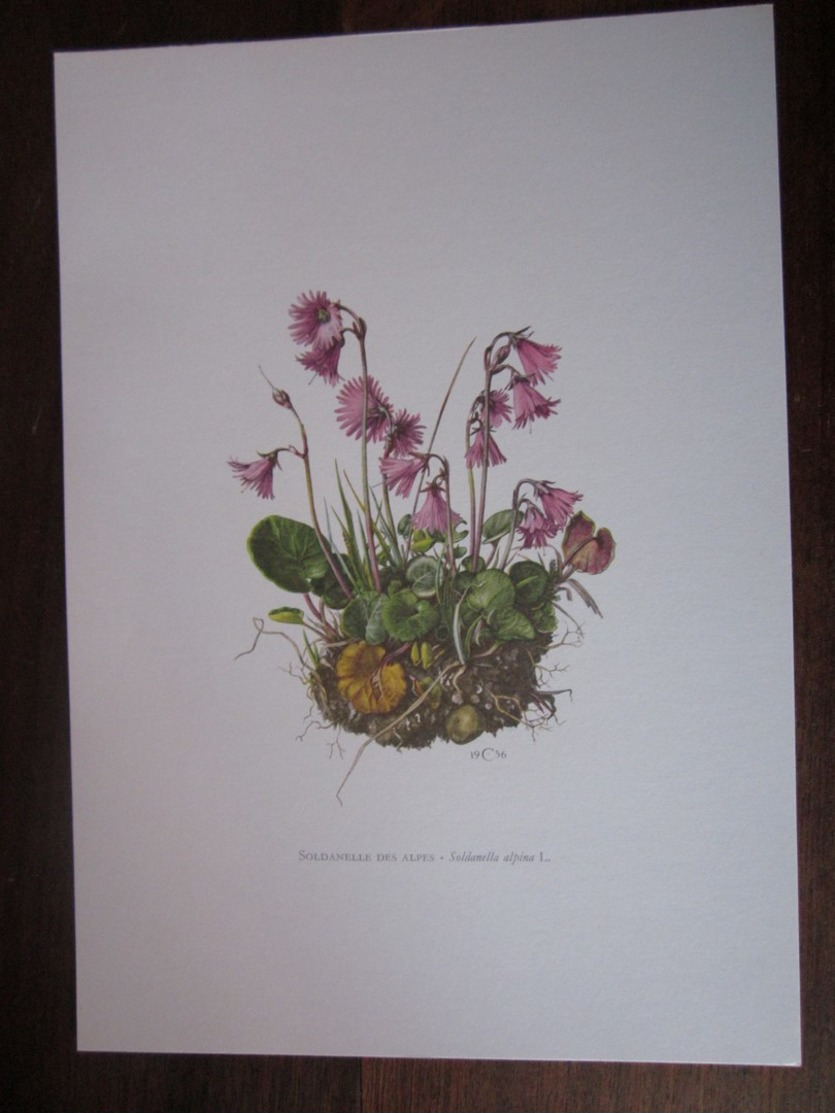 Planche Botanique - Flore N 105 - Soldanelle Des Alpes - Autres & Non Classés