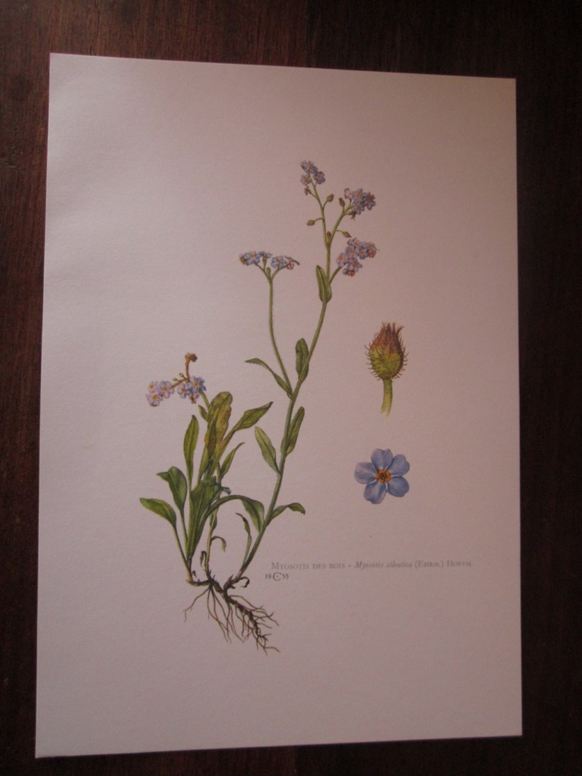 Planche Botanique - Flore N 116 - Myosotis Des Bois - Autres & Non Classés