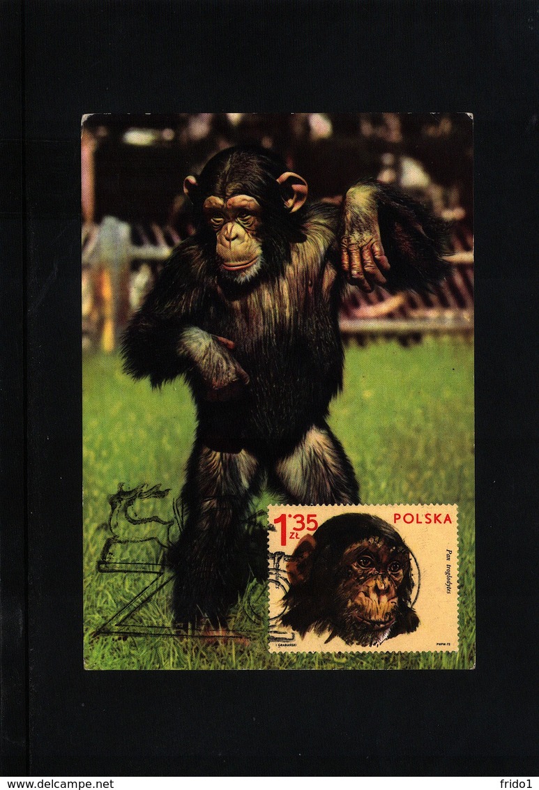 Poland / Polen Chimpanzee Interesting Maximumcard - Chimpanzés