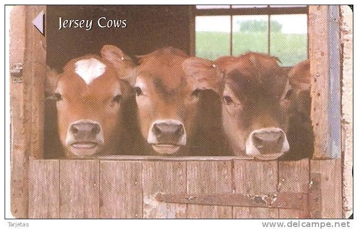 JER-175 TARJETA DE JERSEY COWS  (58JERA)   VACA-COW - [ 7] Jersey Y Guernsey