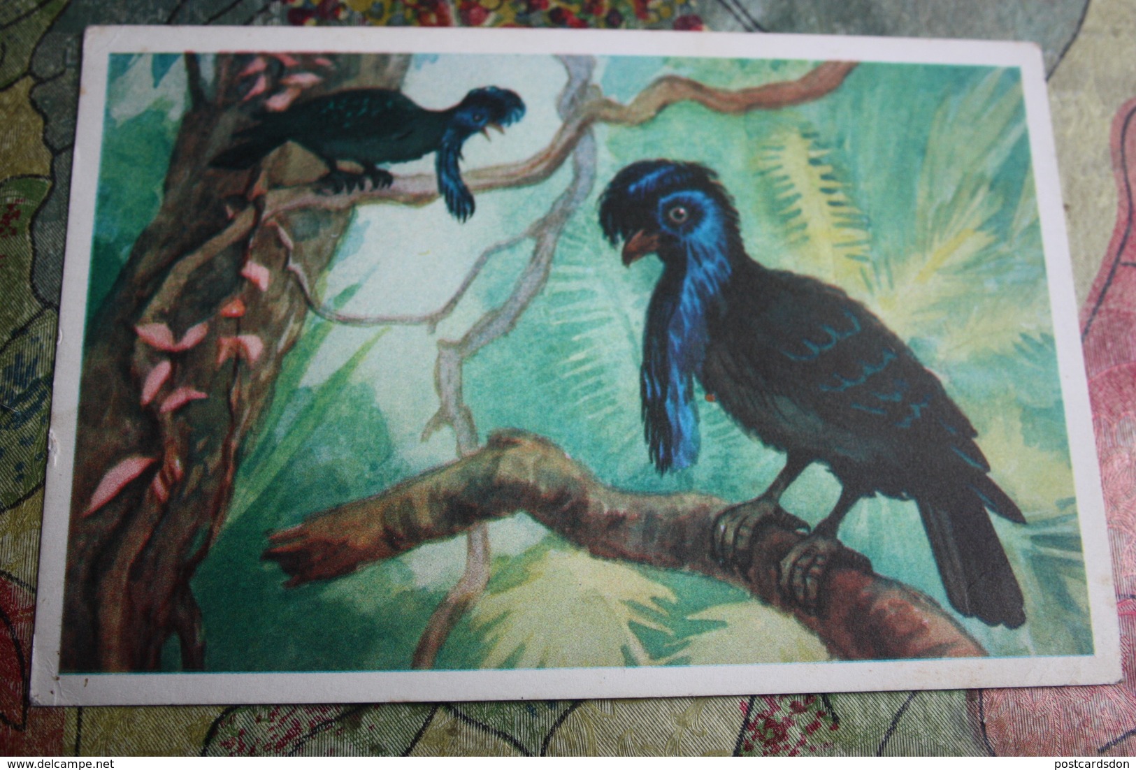 Amazonian Umbrellabird Bird - OLD Postcard 1968 - Birds