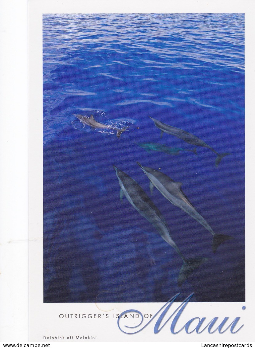 Postcard Maui Outrigger's Island Dolphins Off Molokini My Ref  B22564 - Maui
