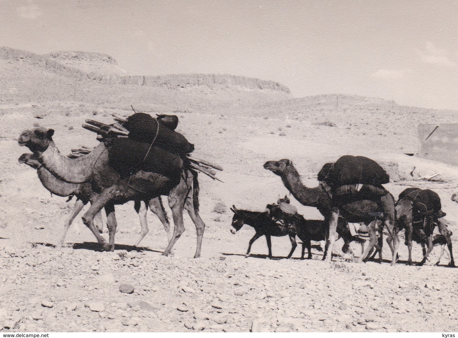 Photo BERTRAND . CPSM 10X15 . MAROC. OUARZAZATE . Caravane - Sonstige & Ohne Zuordnung