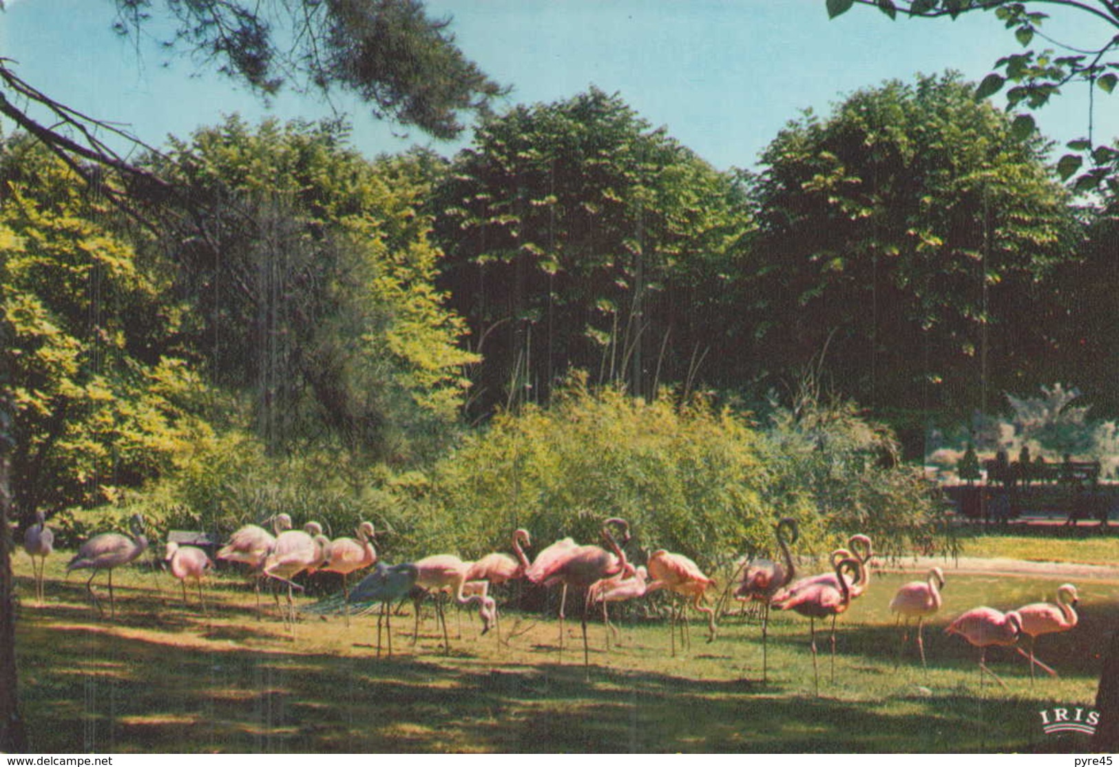 MULHOUSE LE JARDIN ZOOLOGIQUE FLAMANTS ROSES - Pájaros