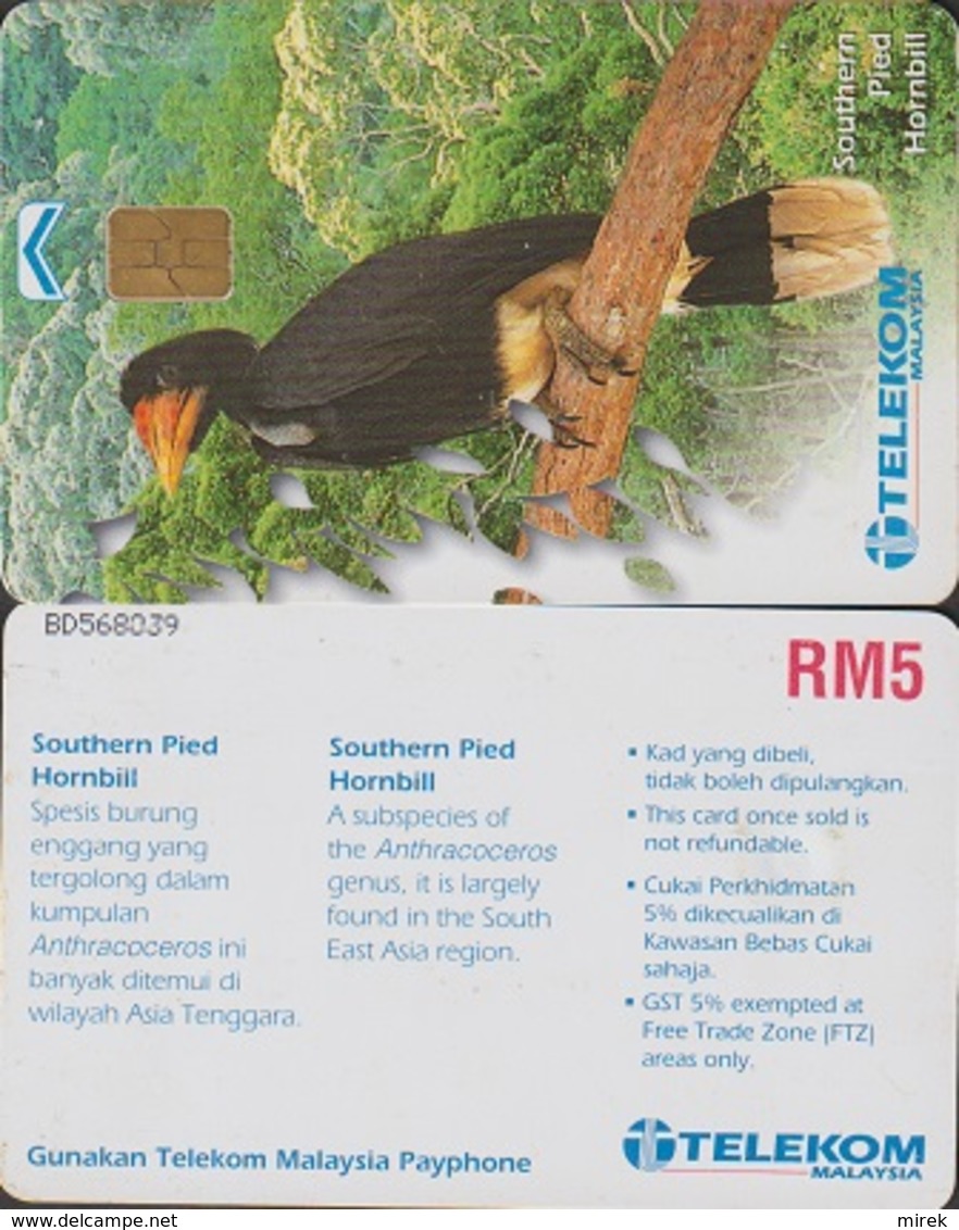 293/ Malaysia; Bird - Southern Pied Hornbill - Malaysia