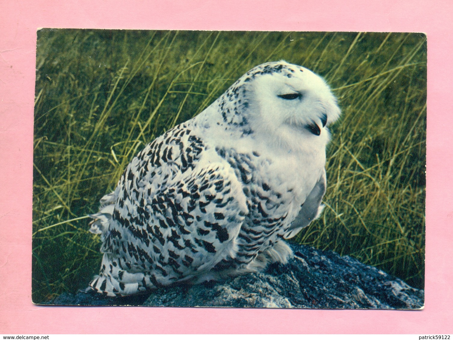 SAINT PIERRE Et MIQUELON -  CHOUETTE  HARFANG  (  OISEAU - RAPACE ) - Saint-Pierre-et-Miquelon