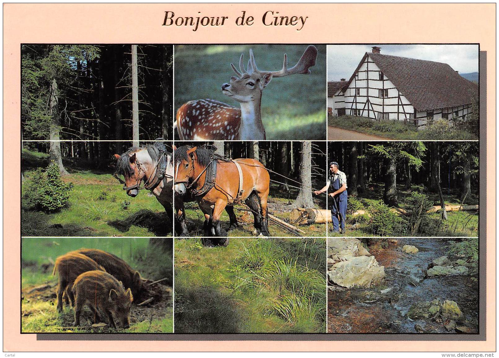 CPM - Bonjour De CINEY - Ciney