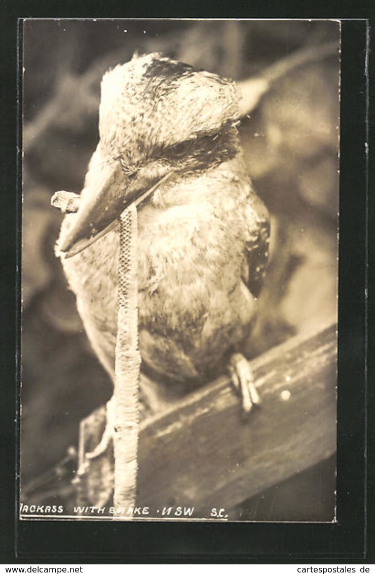 Photo-CPA Jackass With Snake, Kookaburra - Oiseaux