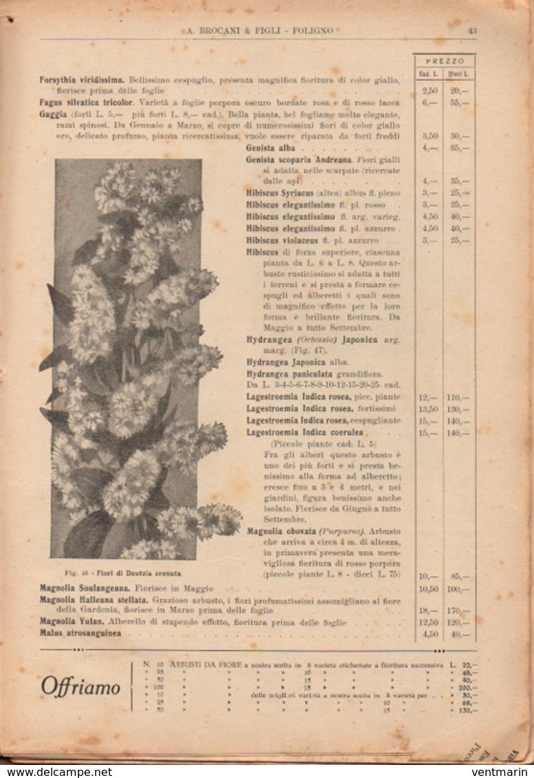 Catalogo 1929 Brocani & Figli à Foligno - Jardinage