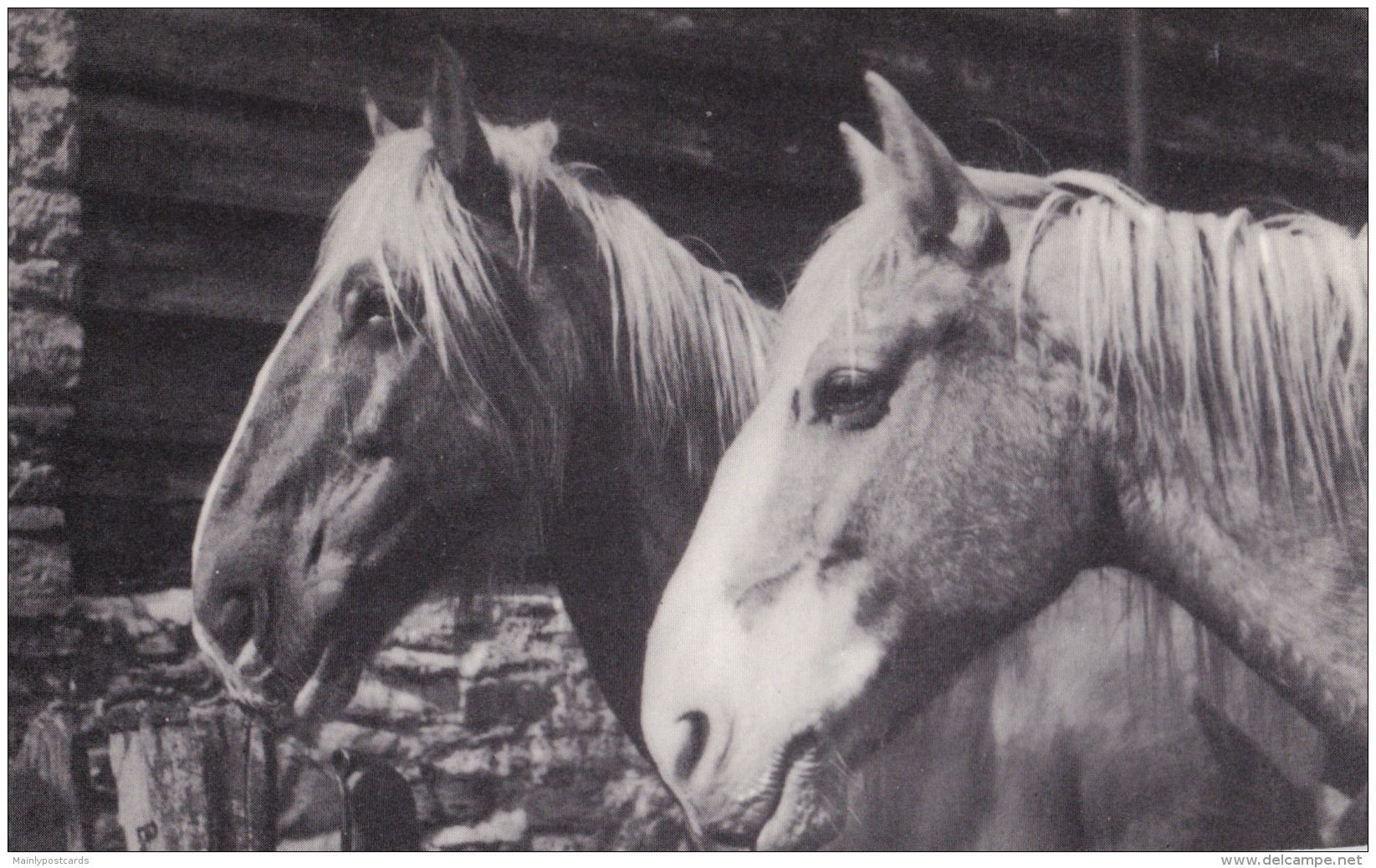 AR42 Animals - 2 Horses - Plain Back RPPC - Horses