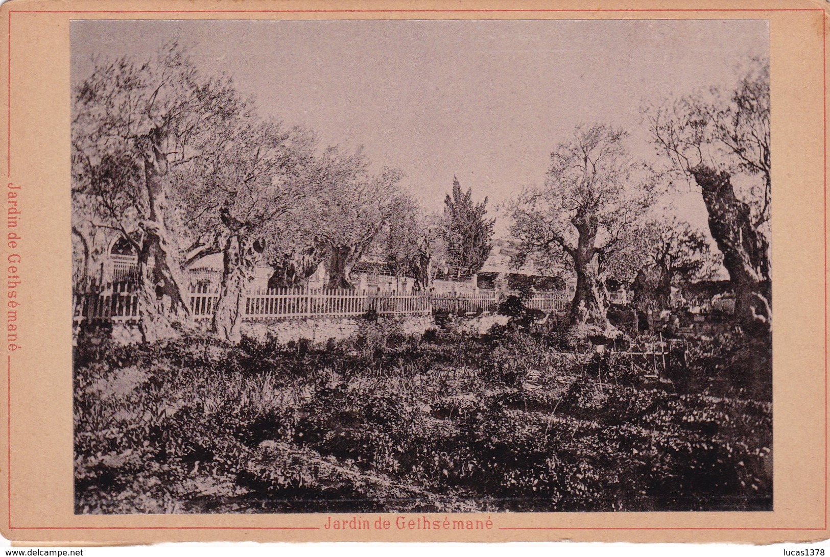 ISRAEL / JERUSALEM / PHOTO COLLEE / JARDIN DE GETHSEMANE - Israel