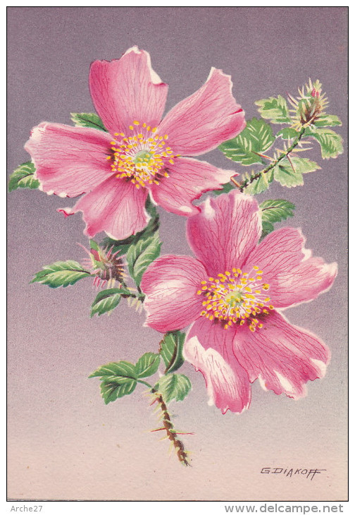 CP - G.DIAKOFF - Barré Et Dayez - Barday - Illustrateurs - Fleur - Rose - Rosa Mirifica Sacremento Rose  - 1459i - Autres & Non Classés
