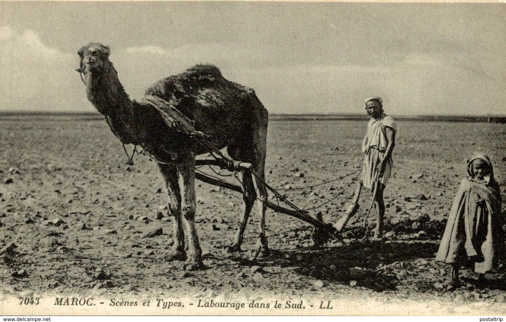 Scènes Et Types Du MAROC LABOURAGE DANS LE SUD - Otros & Sin Clasificación