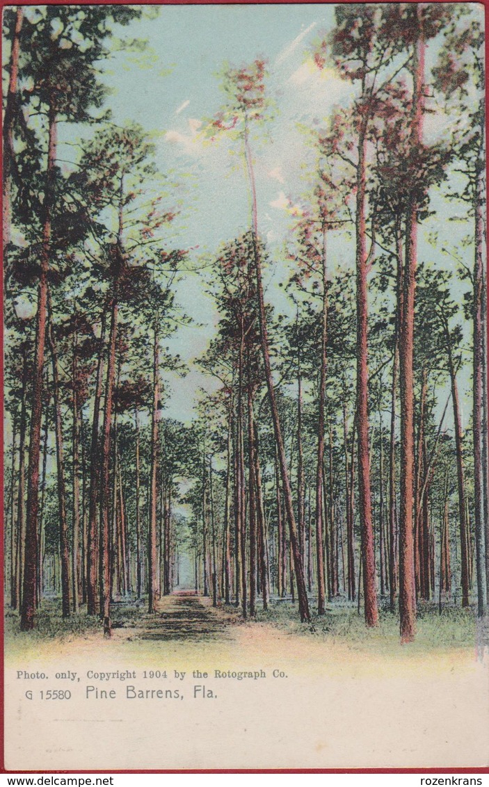 Old Original Postcard 1904 Florida Pine Barrens Chromatography Rotograph Co. (In Very Good Condition) - Autres & Non Classés