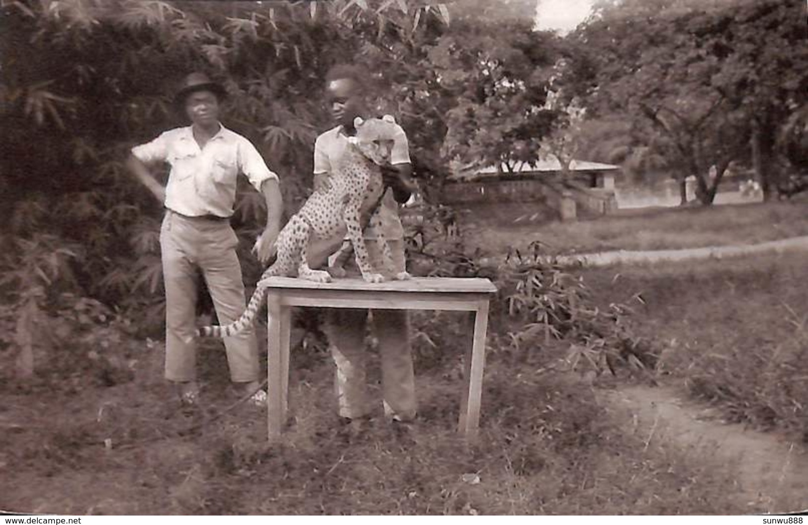 Carte Photo Animée - Léopard 1931 - Non Classés